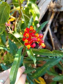 piante asclepias curassavica