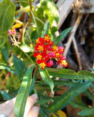 piante asclepias curassavica
