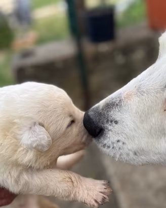 Cuccioli di pastore maremmano abbruzzese