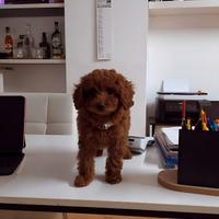 Cuccioli di barboncino e maltipoo