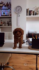 Cuccioli di barboncino e maltipoo