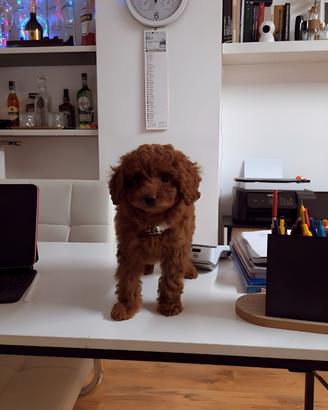 Cuccioli di barboncino e maltipoo