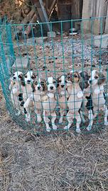 Cuccioli di Beagle puri