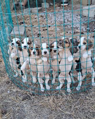 Cuccioli di Beagle puri