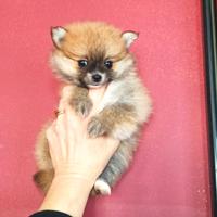 Pomerania