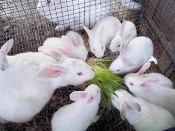 Bianchi di nuova zelanda