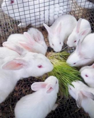 Bianchi di nuova zelanda