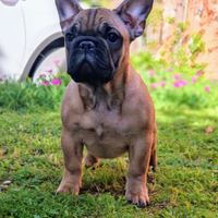 Cucciola bulldog francese pedigree enci expo