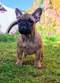 Cucciola bulldog francese pedigree enci expo