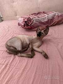 Sphynx