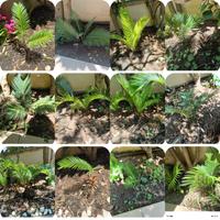 Cycas piccole 