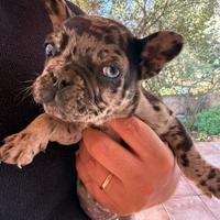 Bulldog Francese