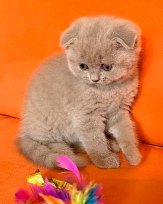 Gattini scottish fold e straight