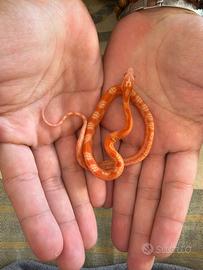 Serpente, Pantherophis guttatus