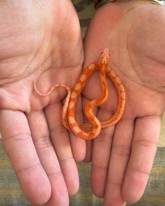 Serpente, Pantherophis guttatus
