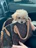maltipoo-maltipo-pagamento-rate