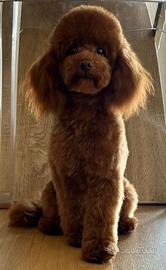 Barboncina per accoppiamento