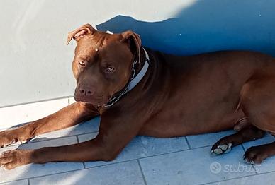 Pittbull UKC