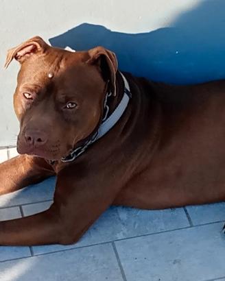 Pittbull UKC