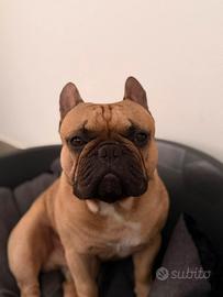 Maschio di Bulldog francese per accoppiamento