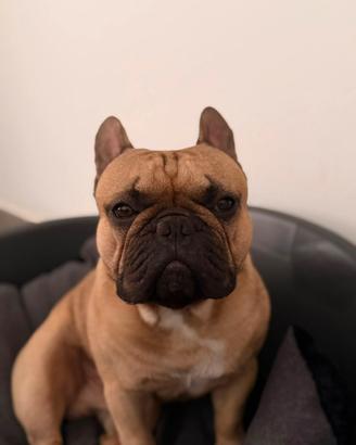 Maschio di Bulldog francese per accoppiamento