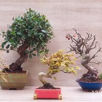 Bonsai veri disponibili – sughera, larice, acero 