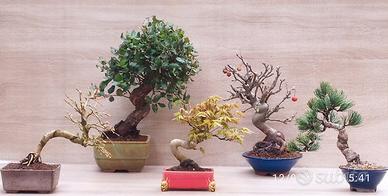 Bonsai veri disponibili – sughera, larice, acero 