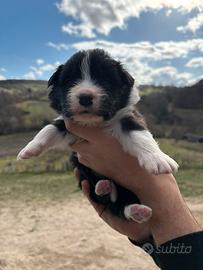 Border collie