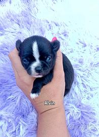 Chihuahua maschietto nero