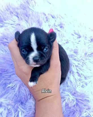 Chihuahua maschietto nero