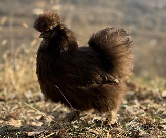 Trio galline moroseta