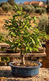Bonsai Melograno, Pianta Unica 45 cm, 23 Anni