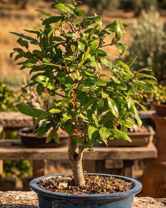 Bonsai Melograno, Pianta Unica 45 cm, 23 Anni