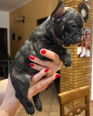 Bulldog