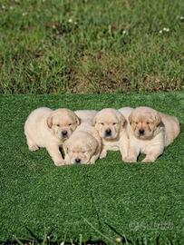Cuccioli di Labrador - Marina Lab