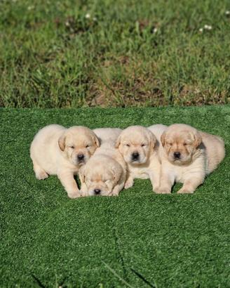 Cuccioli di Labrador - Marina Lab