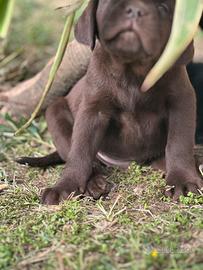 Labrador Retriever