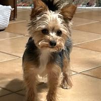 Cucciolo di yorkshire toy