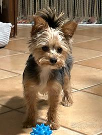 Cucciolo di yorkshire toy