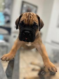 Cucciola cane corso