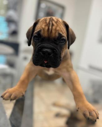 Cucciola cane corso