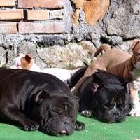 American bully