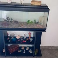aqario 