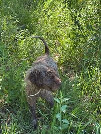 Lagotto romagnolo