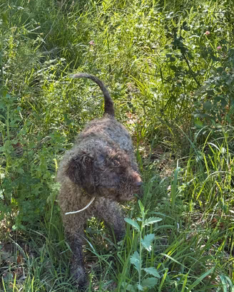 Lagotto romagnolo