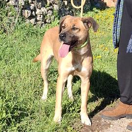 MARA cucciolona adorabile in adozione