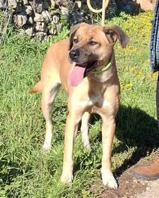 MARA cucciolona adorabile in adozione