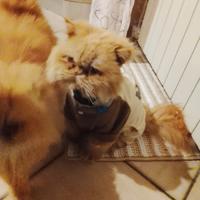 Gatto persiano rosso atipico di 2 anni