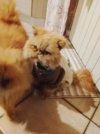 Gatto persiano rosso atipico di 2 anni