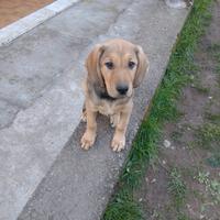 Cuccioli di 60 giorni